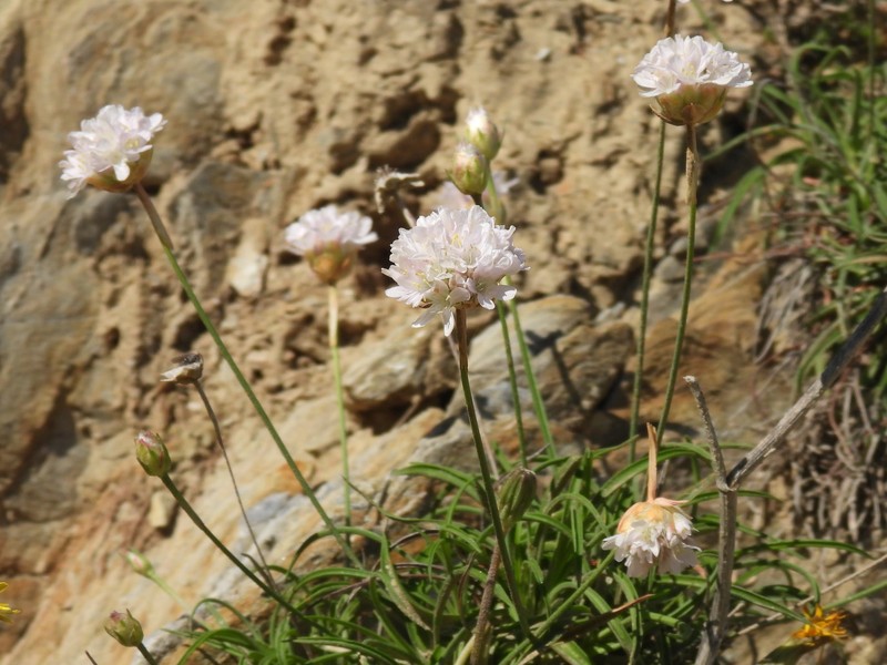 Armeria ruscinonensis subsp. ruscinonensis photo 2