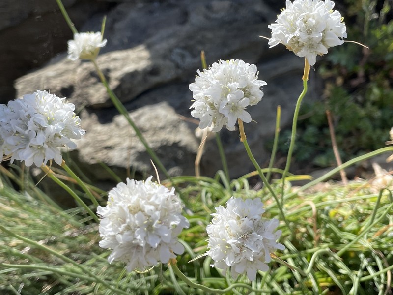 Armeria ruscinonensis subsp. ruscinonensis photo 3
