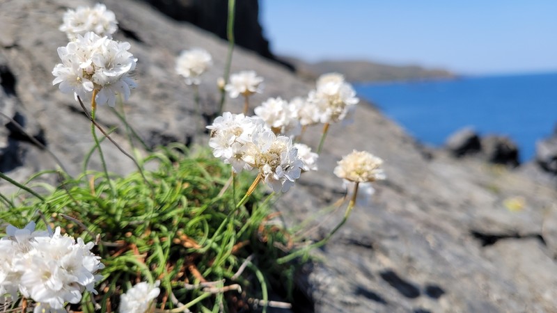 Armeria ruscinonensis subsp. ruscinonensis photo 4