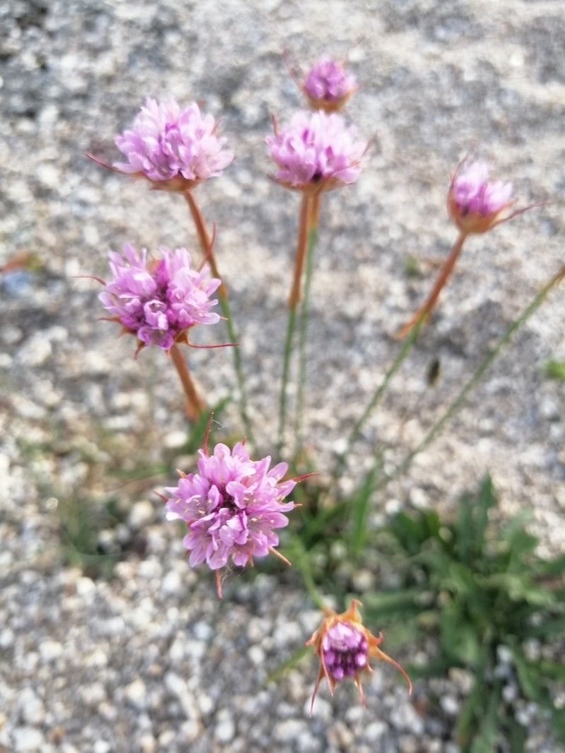Armeria sampaioi