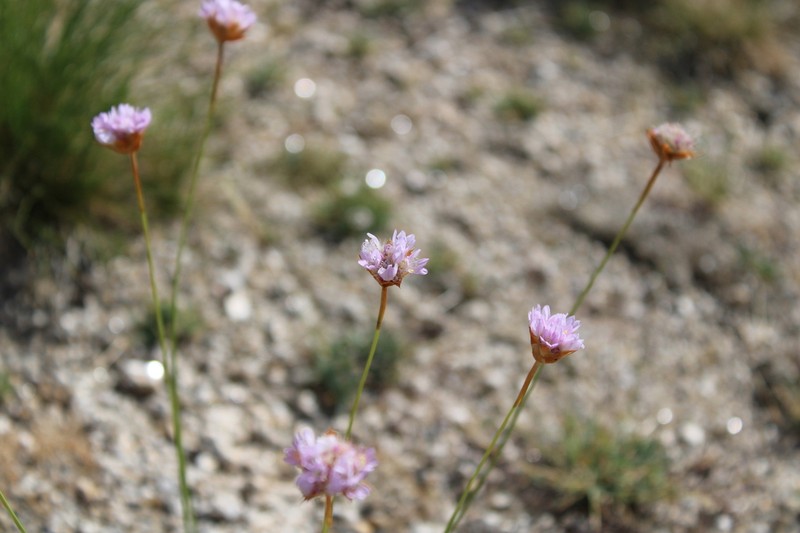 Armeria sampaioi photo 2