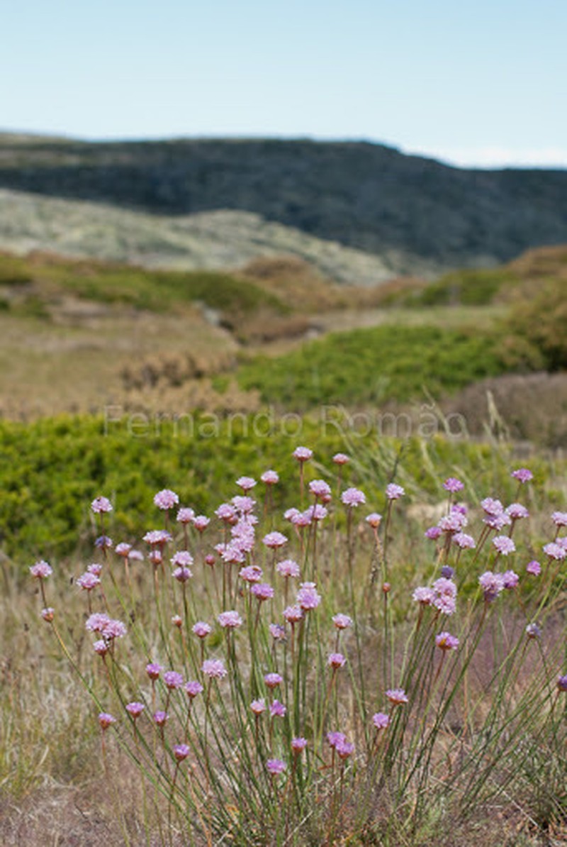 Armeria sampaioi photo 3