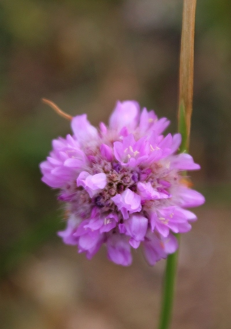 Armeria sampaioi photo 4