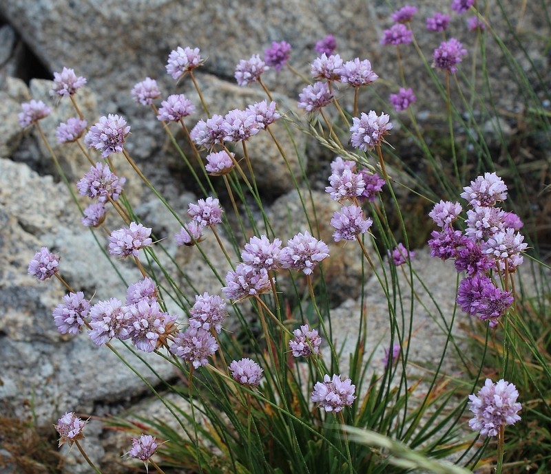 Armeria sampaioi photo 5
