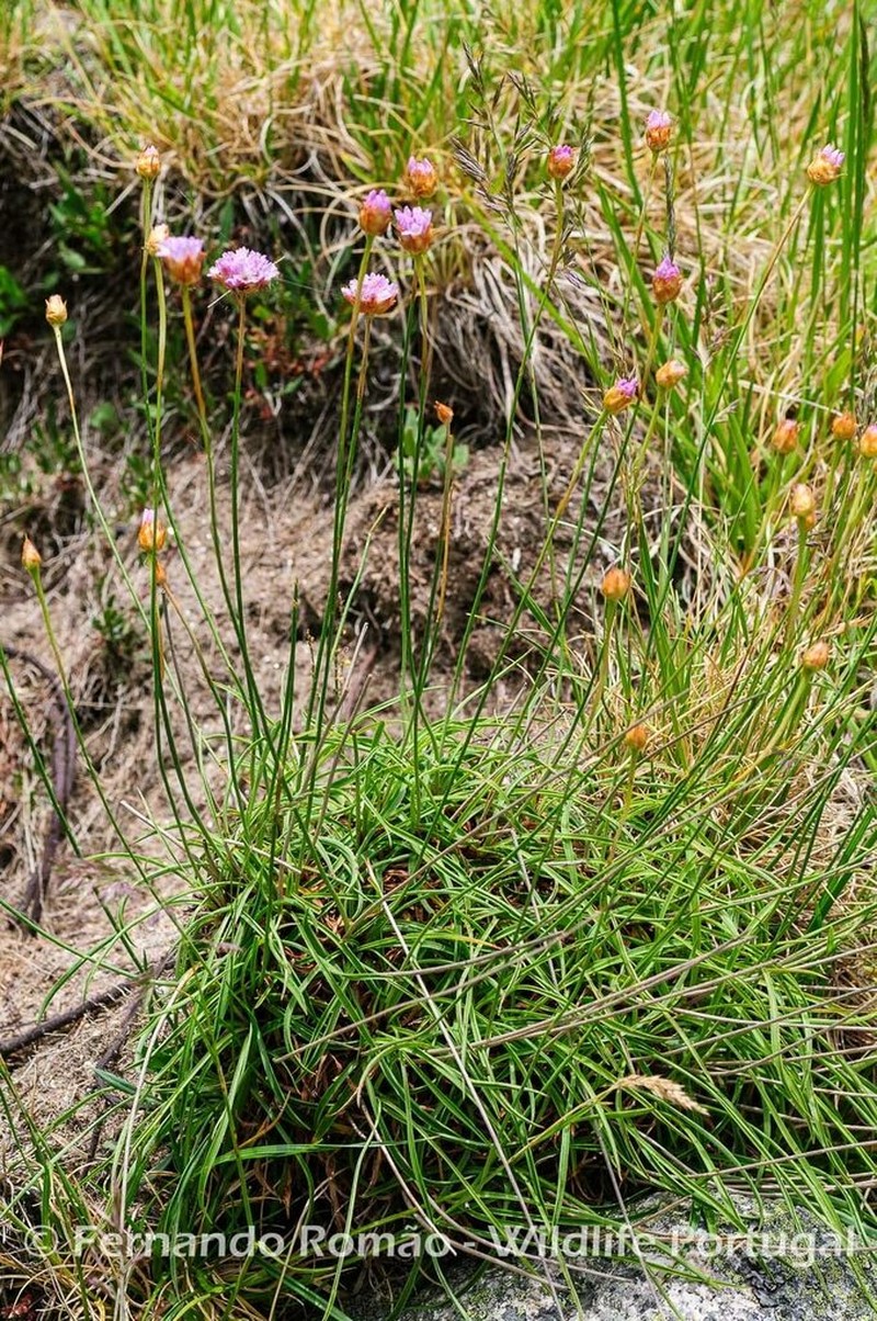 Armeria sampaioi photo 6