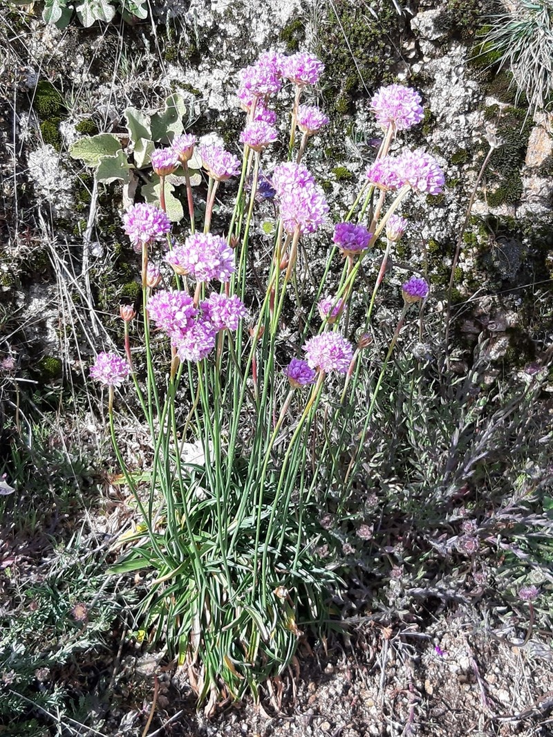 Armeria sampaioi photo 7