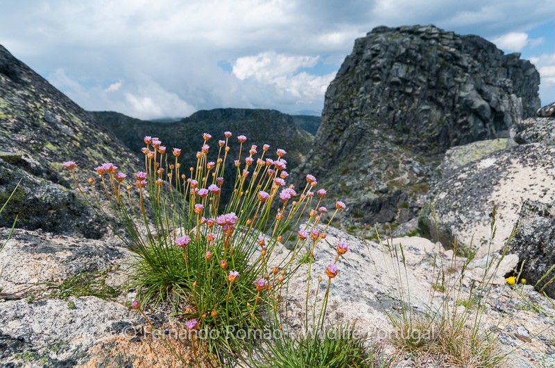 Armeria sampaioi photo 8