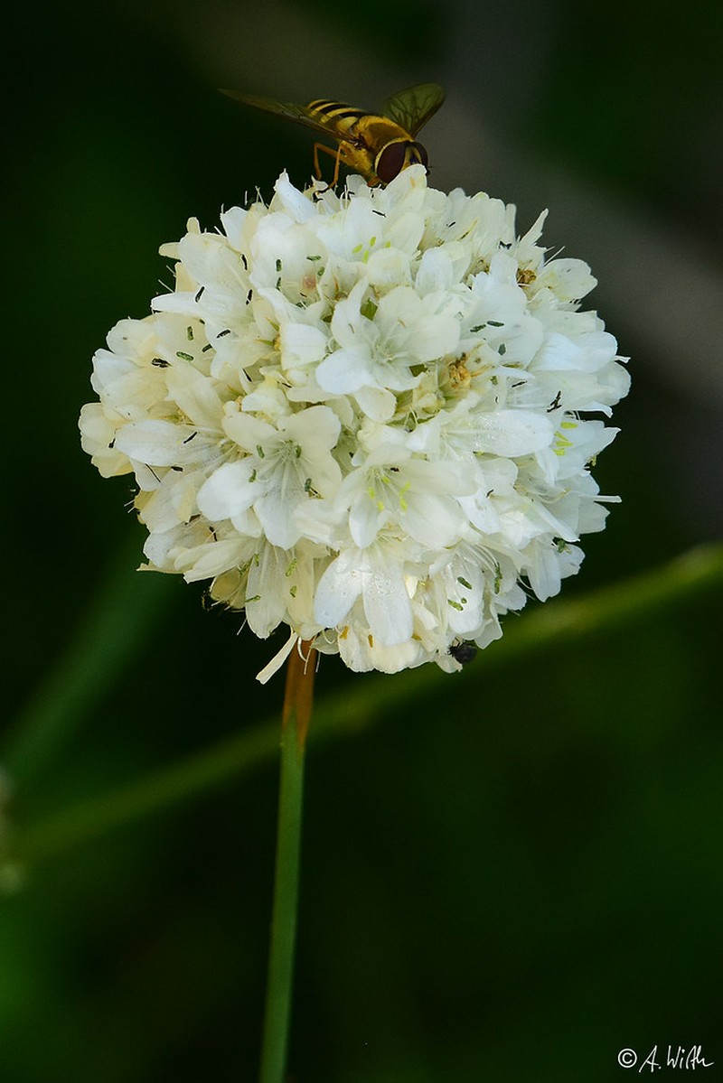 Armeria sancta