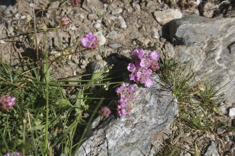 Armeria sardoa photo 2