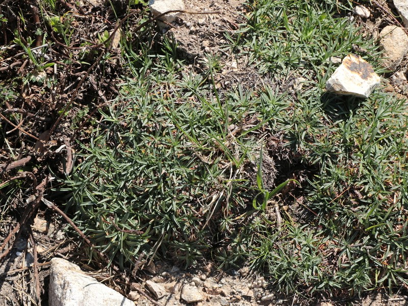 Armeria sardoa photo 3