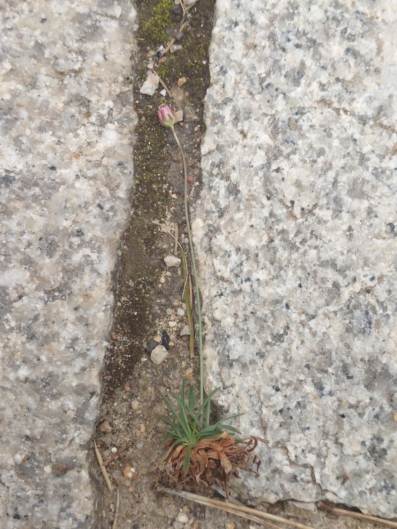 Armeria sardoa photo 4
