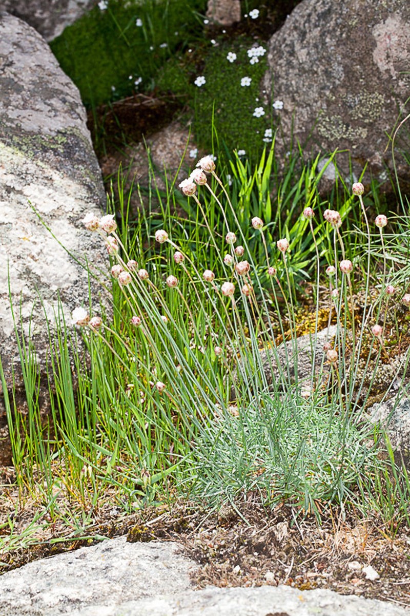 Armeria sardoa photo 5