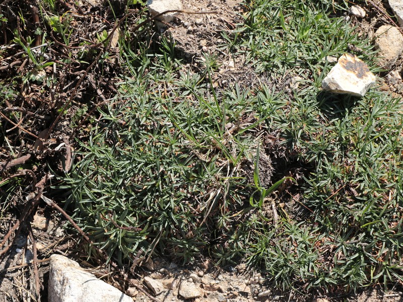 Armeria sardoa photo 6