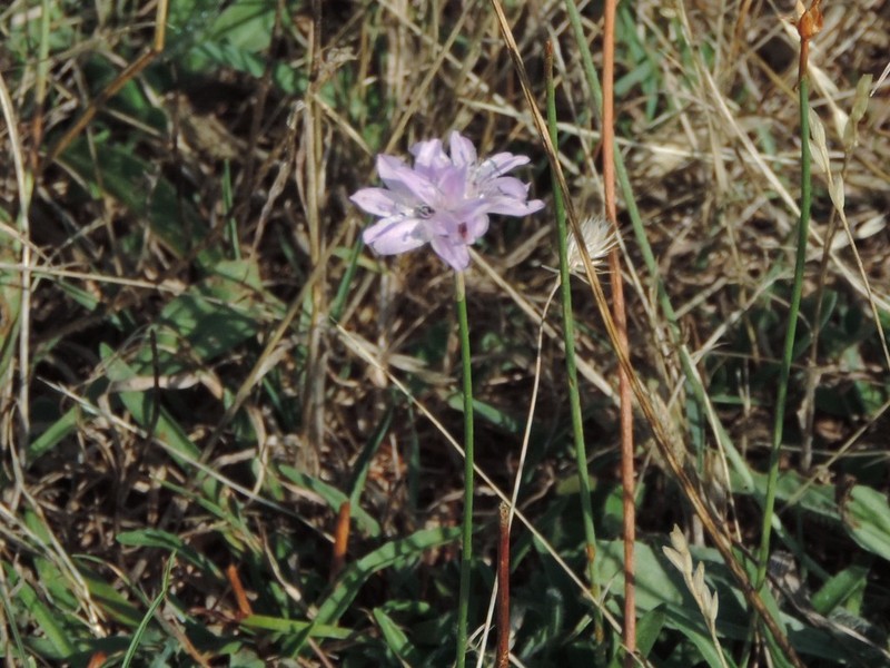 Armeria saviana photo 2
