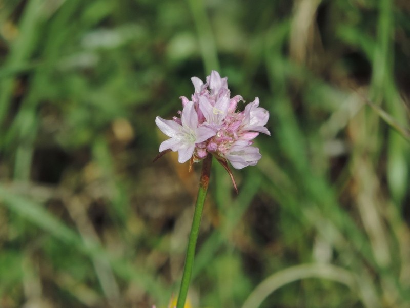 Armeria saviana photo 3