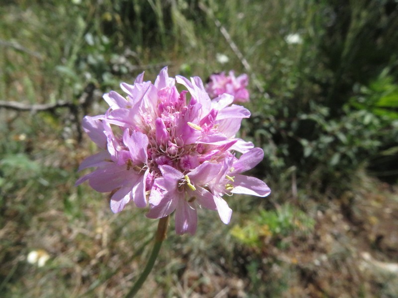 Armeria saviana photo 4