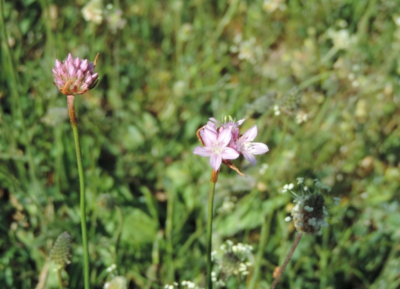 Armeria saviana photo 5