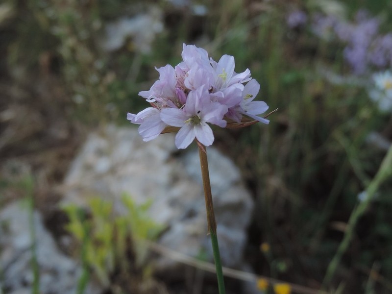 Armeria saviana photo 6