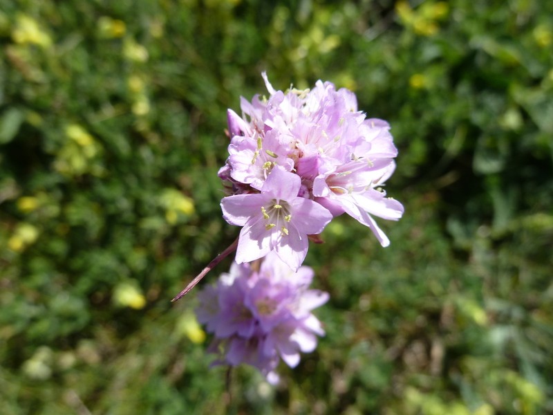 Armeria saviana photo 7
