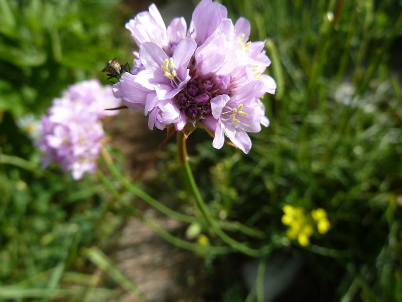 Armeria saviana photo 8