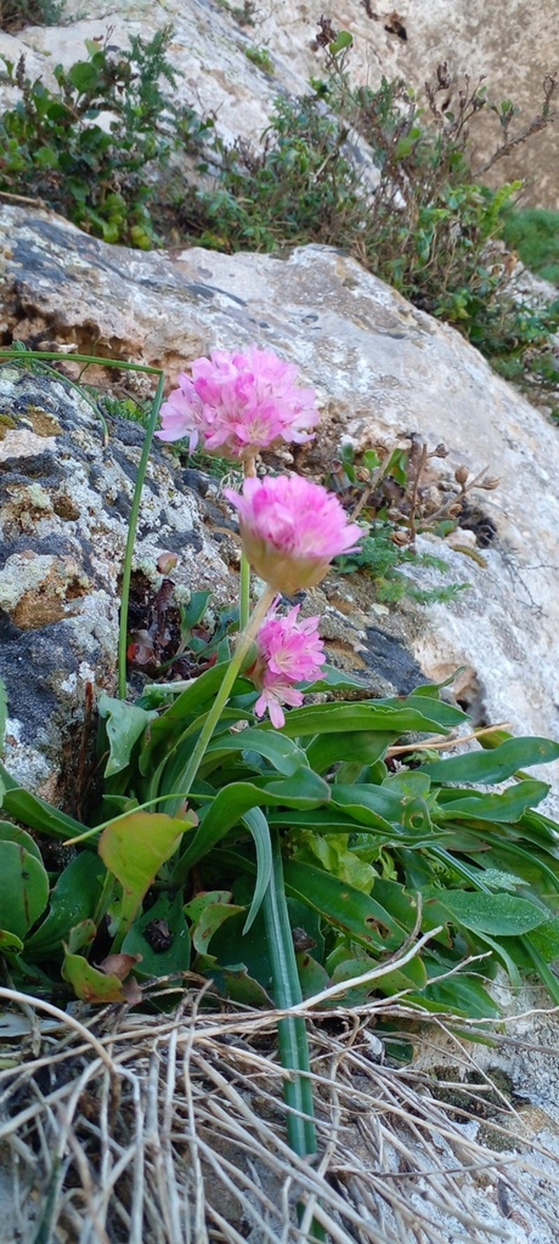 Armeria simplex