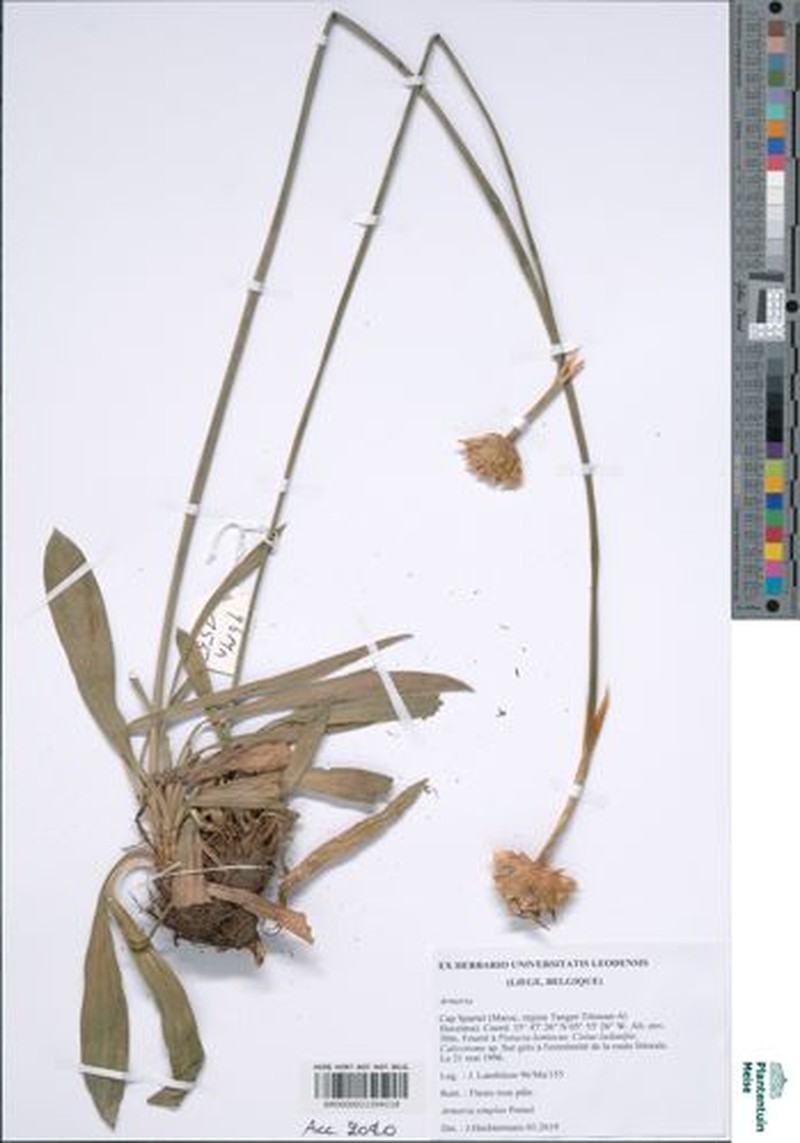 Armeria simplex photo 2