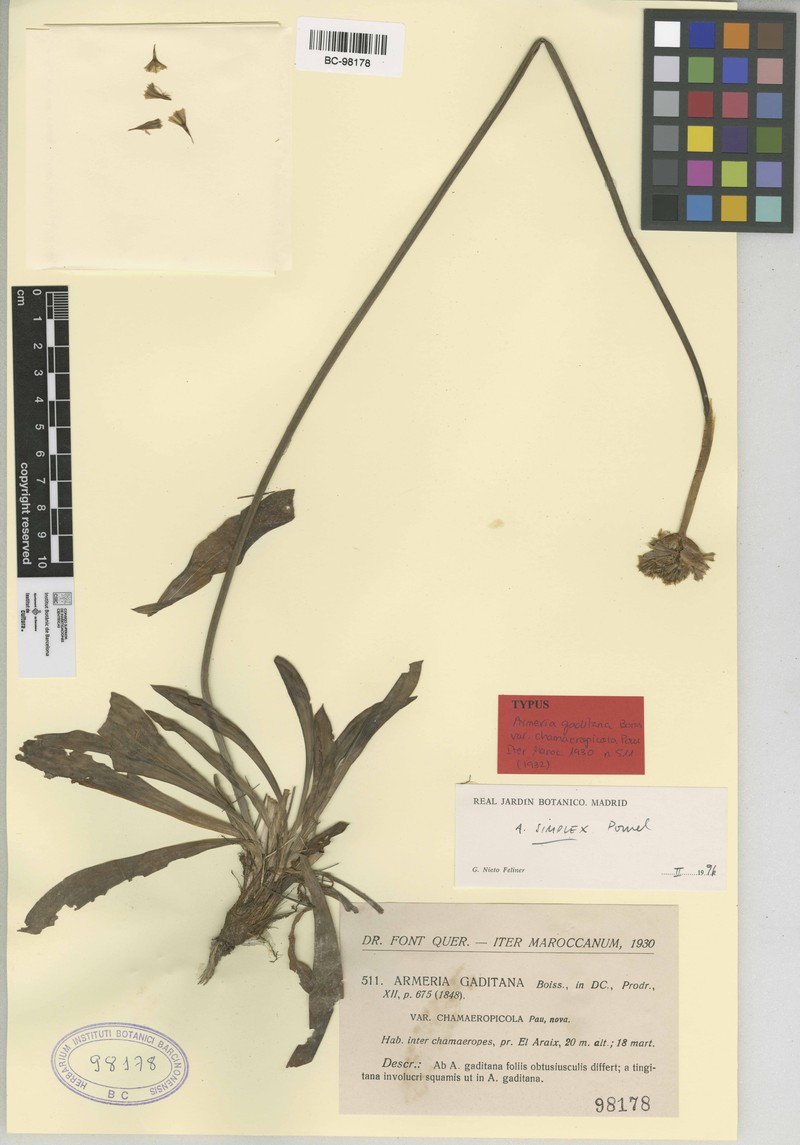 Armeria simplex photo 3