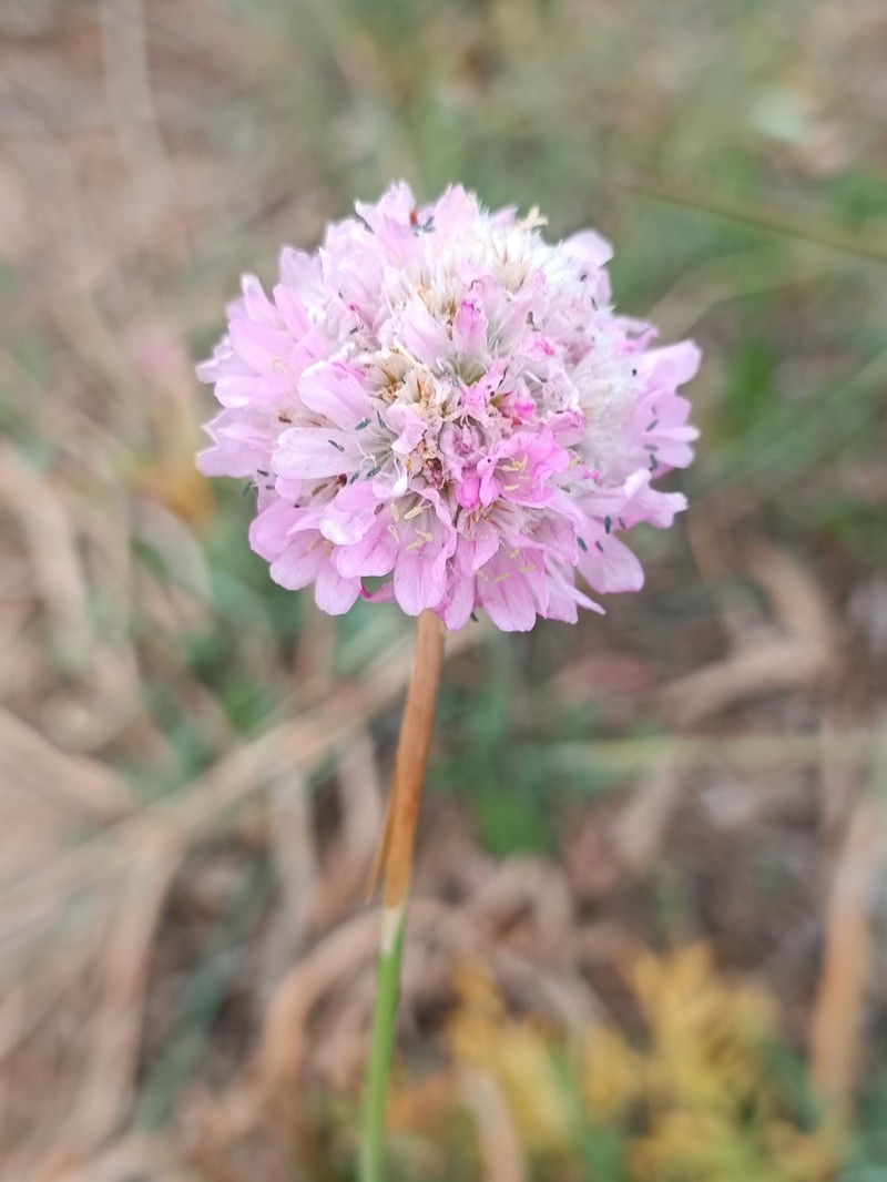Armeria simplex photo 6