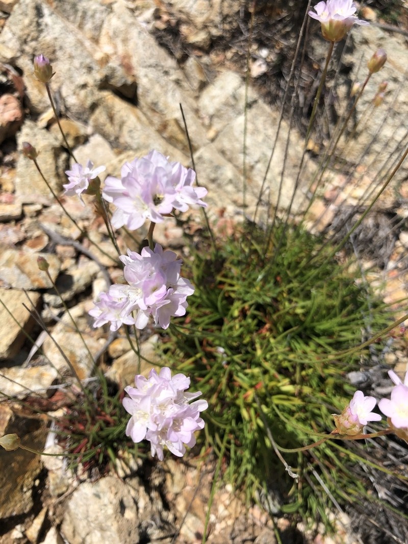 Armeria soleirolii