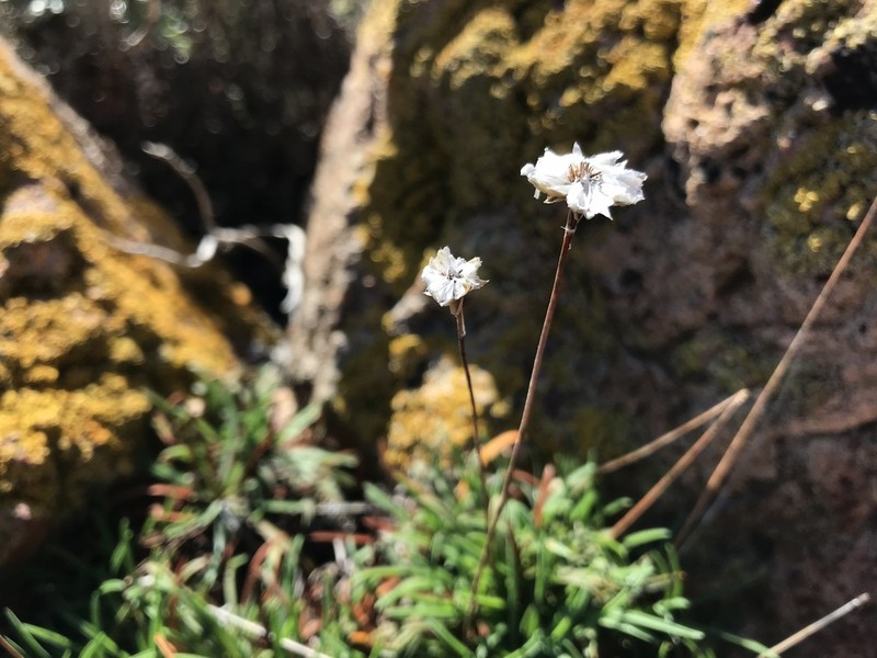 Armeria soleirolii photo 2