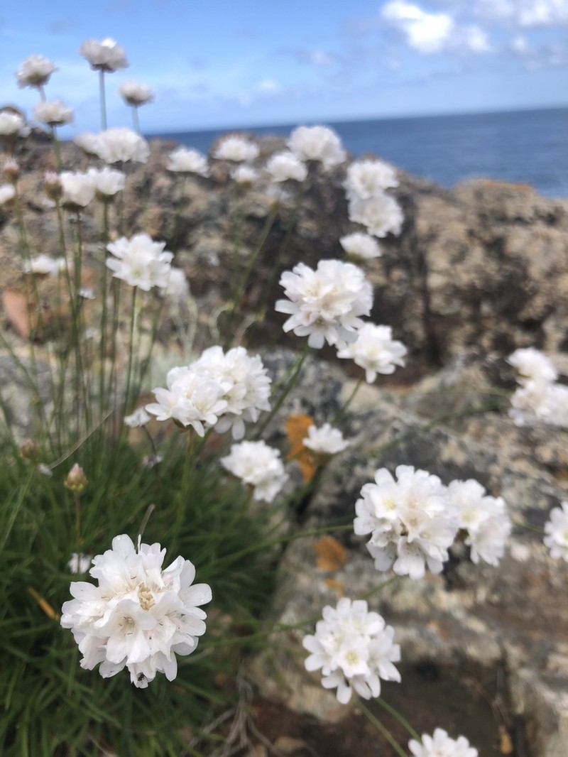 Armeria soleirolii photo 3