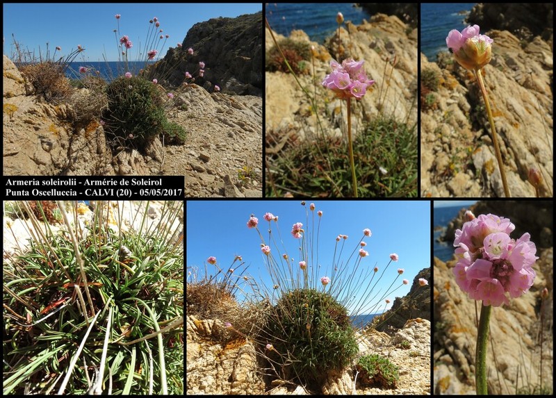 Armeria soleirolii photo 4