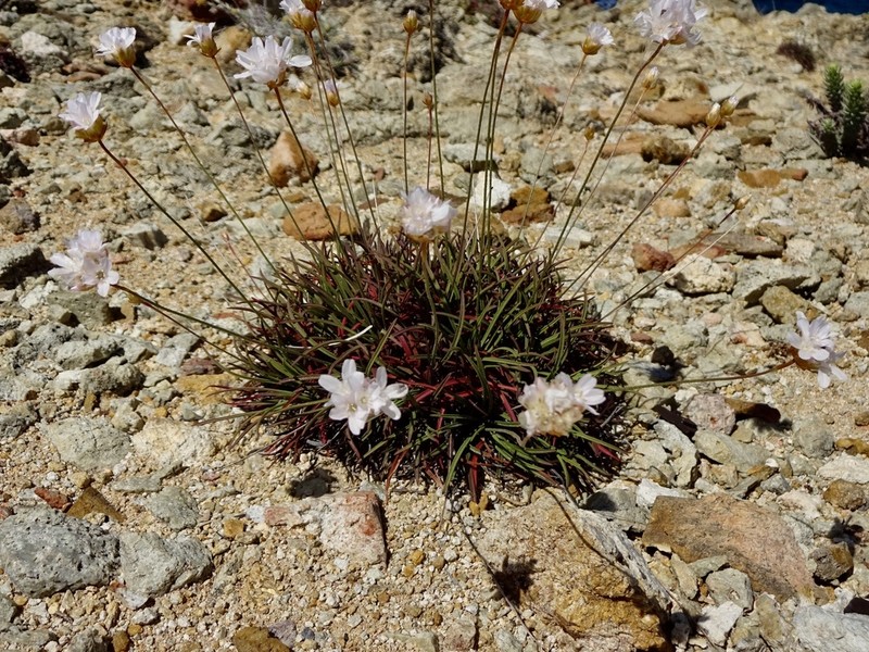 Armeria soleirolii photo 5