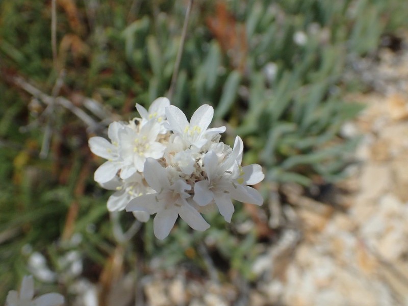 Armeria soleirolii photo 6