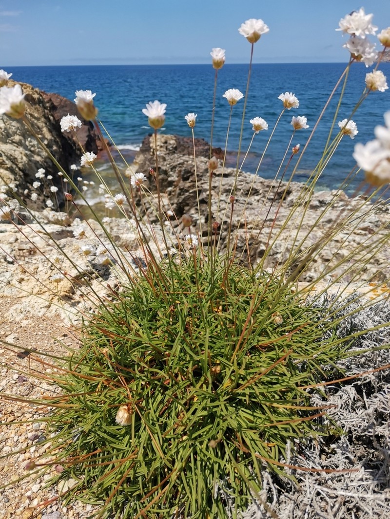 Armeria soleirolii photo 7