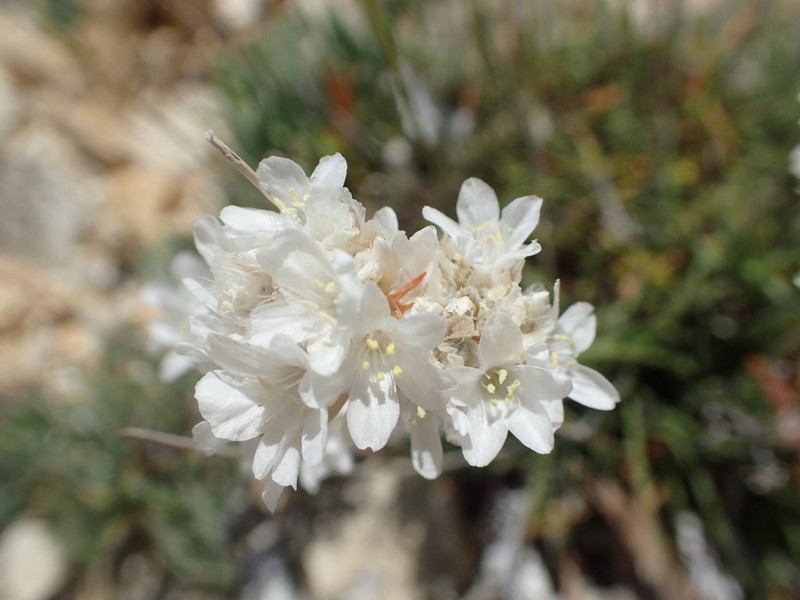 Armeria soleirolii photo 8