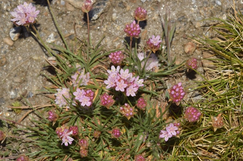 Armeria splendens