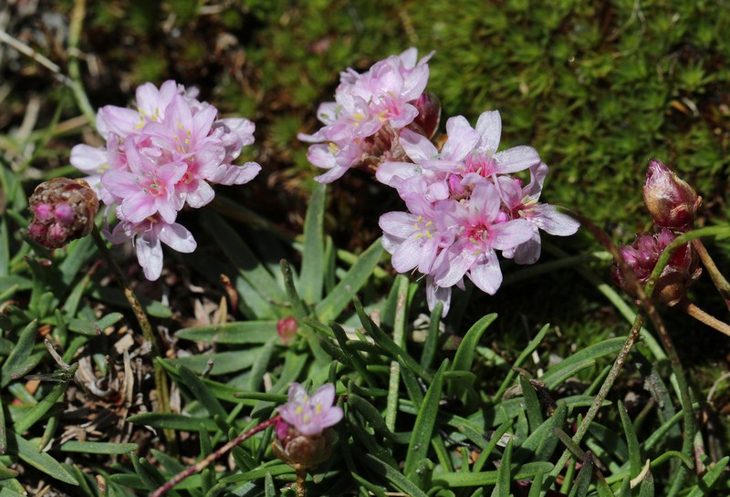 Armeria splendens photo 2