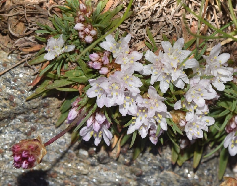 Armeria splendens photo 3