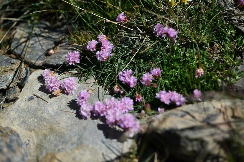 Armeria splendens photo 4