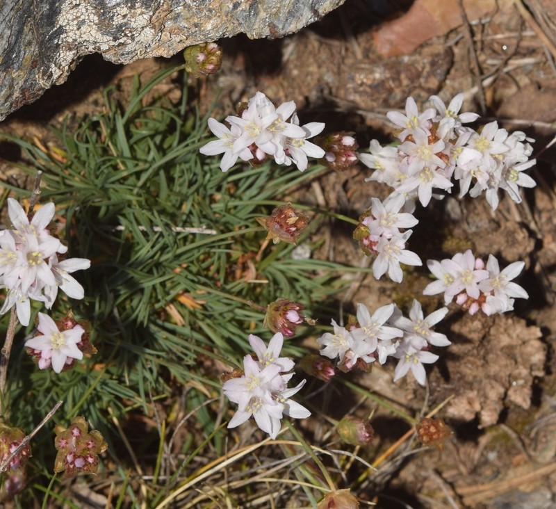 Armeria splendens photo 5