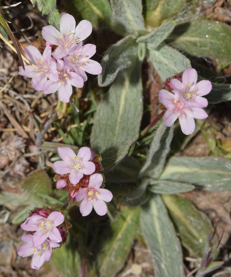Armeria splendens photo 6