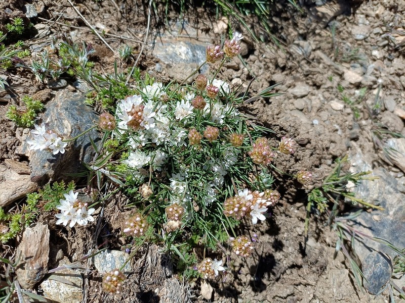 Armeria splendens photo 7