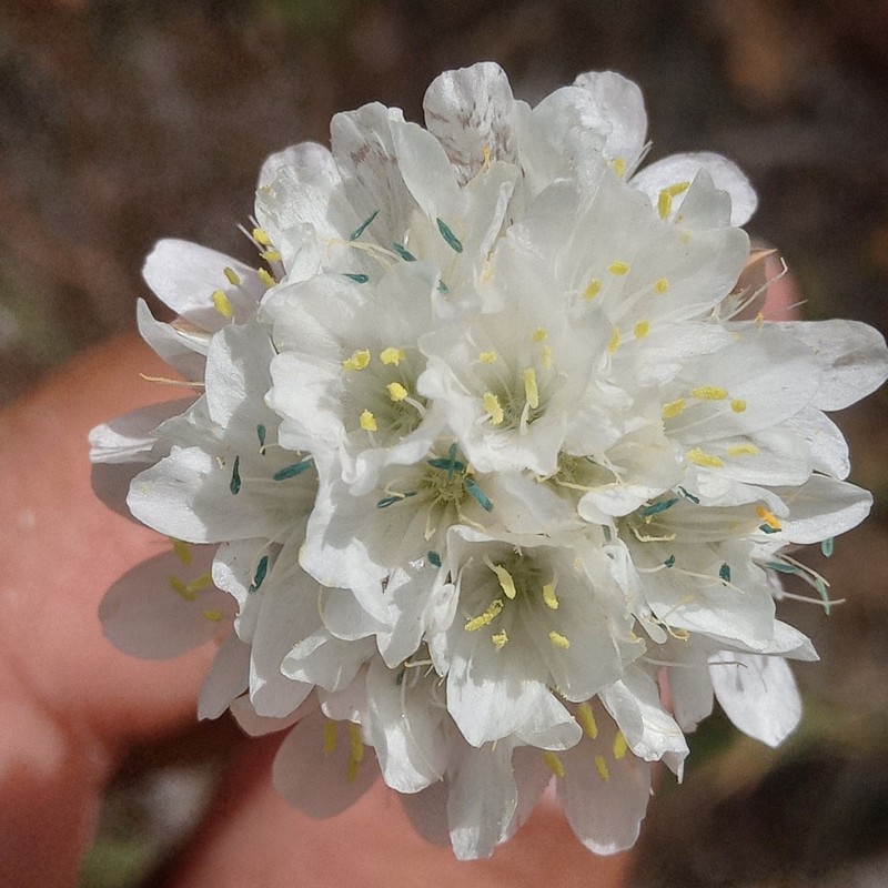 Armeria transmontana