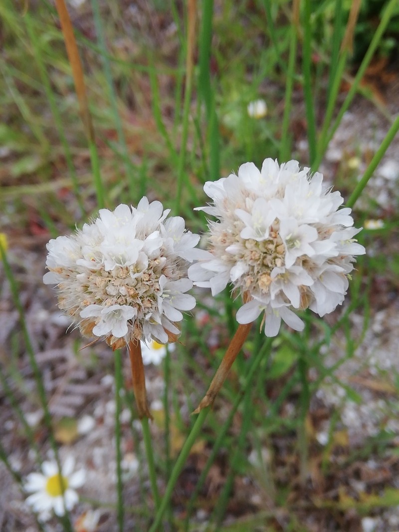 Armeria transmontana photo 2