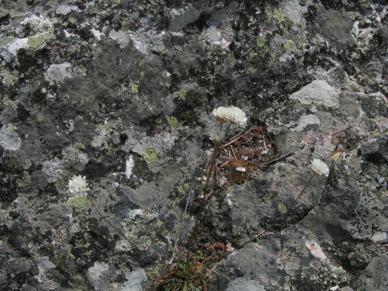 Armeria transmontana photo 3