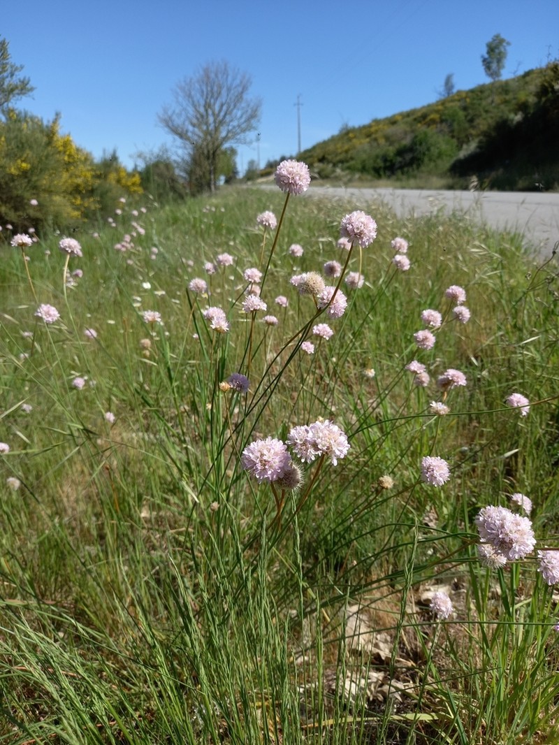 Armeria transmontana photo 4