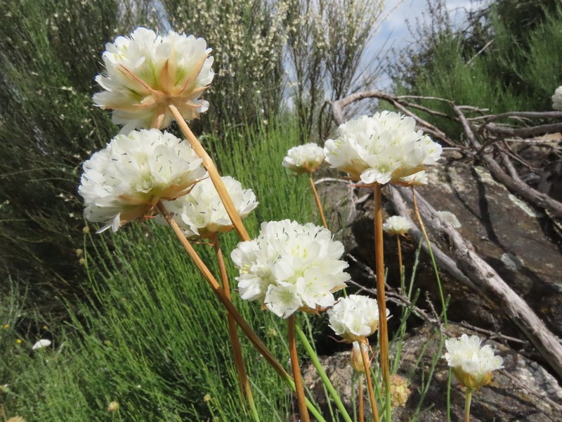 Armeria transmontana photo 5