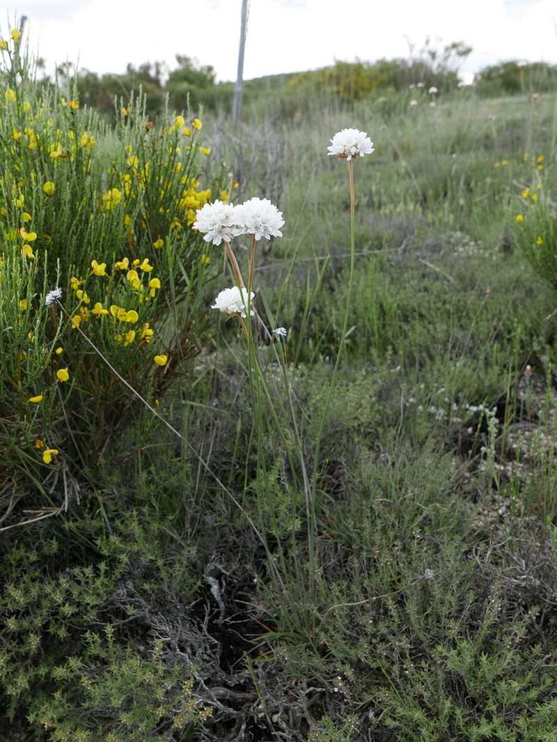 Armeria transmontana photo 6