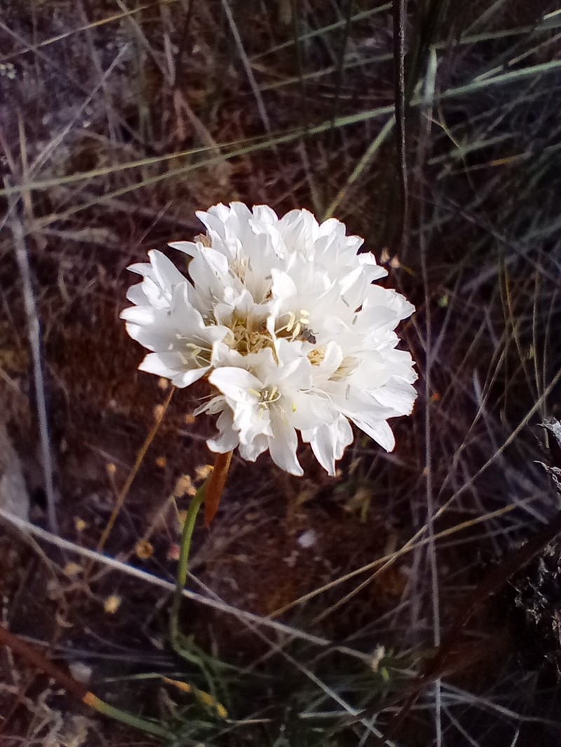 Armeria transmontana photo 7